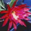 epicactus_cv_madras_ribbon